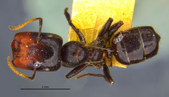Media type: image;   Entomology 9074 Aspect: habitus dorsal view